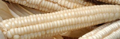 mais-biancoperla.jpg (36.28 KiB) Osservato 1124 volte mais-biancoperla.jpg