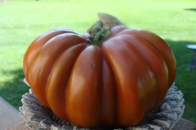 Fleur de Reagir.JPG Fleur de Reagir.JPG