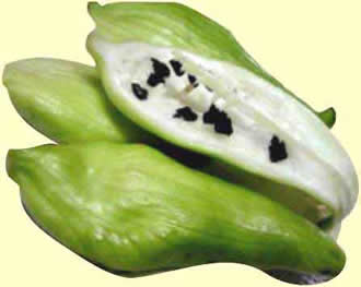 caigua2.jpg caigua2.jpg