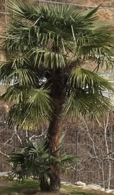 alta almeno tre metri di credo 10 anni circa / palma non nana.JPG palma non nana.JPG