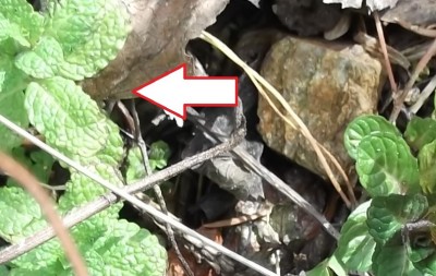 a sinistra germoglio di menta selvatica a destra menta da coltivazione di tipo incerto, forse piperita / DSCF1050.JPG DSCF1050.JPG