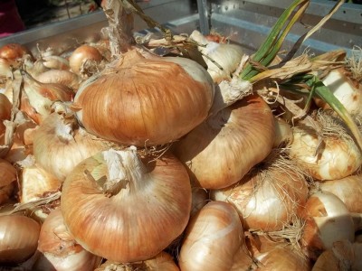 Cipolla di Banari / 536953_528883203872655_1608987562_n.jpg 536953_528883203872655_1608987562_n.jpg