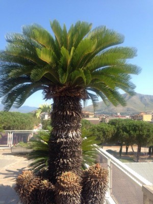 fotocycas.jpg (135.24 KiB) Osservato 1251 volte fotocycas.jpg