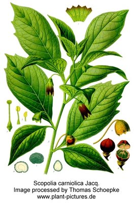 scopolia_carniolica.jpg (132.54 KiB) Osservato 747 volte scopolia_carniolica.jpg