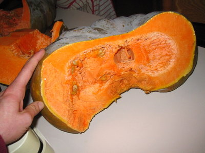 SEZIONE E SCORZA MATURA OCRA. / ZUCCA.JPG ZUCCA.JPG