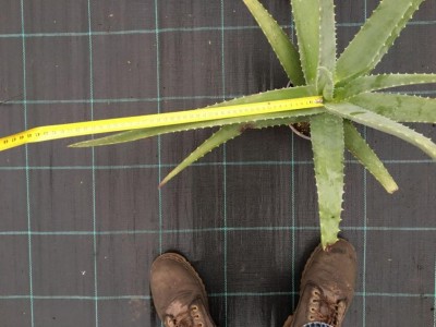 IMG-20171127-WA0000.jpg (92.92 KiB) Osservato 1092 volte IMG-20171127-WA0000.jpg