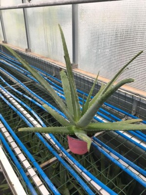 IMG-20171127-WA0004.jpg (137.07 KiB) Osservato 1092 volte IMG-20171127-WA0004.jpg