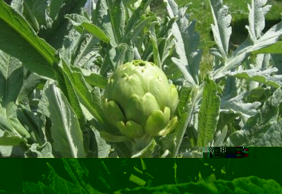 Carciofo Bianco in crescita.jpg (174.36 KiB) Osservato 745 volte Carciofo Bianco in crescita.jpg