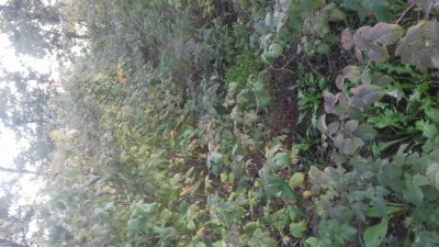 20181020_171950.jpg (113.58 KiB) Osservato 1361 volte 20181020_171950.jpg