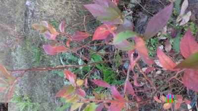 20181020_172100.jpg (106.72 KiB) Osservato 1359 volte 20181020_172100.jpg