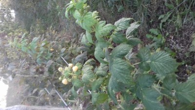 20181020_172025.jpg (95.06 KiB) Osservato 1359 volte 20181020_172025.jpg