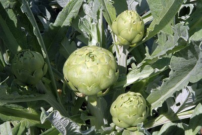 Mammarella in accrescimento del Carciofo Bianco di Pertosa/Auletta. / Carciofo-Bianco-di-Pertosa.jpg A.jpg Carciofo-Bianco-di-Pertosa.jpg A.jpg