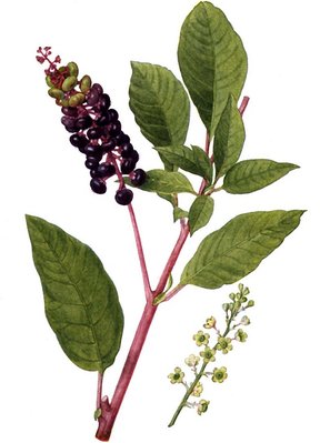 phytolacca-am.jpg (109.25 KiB) Osservato 713 volte phytolacca-am.jpg