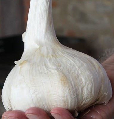 AGLIONE.jpg (114.45 KiB) Osservato 2387 volte AGLIONE.jpg