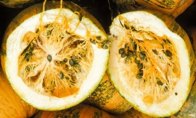 Zucca della Stirya semi.jpg (305.09 KiB) Osservato 1966 volte Zucca della Stirya semi.jpg