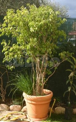 ficus1.jpg (88.11 KiB) Osservato 802 volte ficus1.jpg