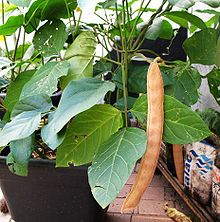 220px-Canava1.jpg 220px-Canava1.jpg