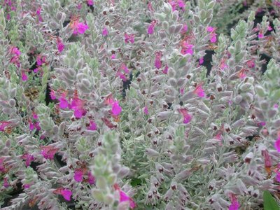Teucrium marum.jpg (116.97 KiB) Osservato 905 volte Teucrium marum.jpg