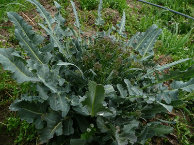 broccolo fiolaro.jpg (73.98 KiB) Osservato 2976 volte broccolo fiolaro.jpg