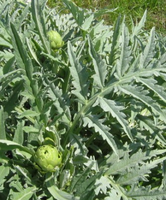 Carciofo Bianco in produzione. / Carciofo Bianco 1.jpg Carciofo Bianco 1.jpg