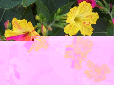 fiori BELLE DI NOTTE / belle di notte.jpg belle di notte.jpg