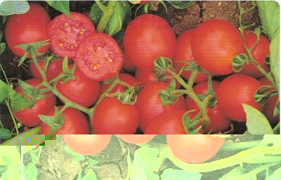 Pomodoro Donald.jpg (40.93 KiB) Osservato 830 volte Pomodoro Donald.jpg