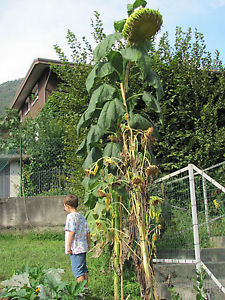 gigante-am.JPG gigante-am.JPG