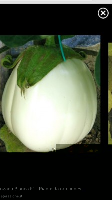 Ecco la melanzana bianca / IMG_20140307_190506.JPG IMG_20140307_190506.JPG