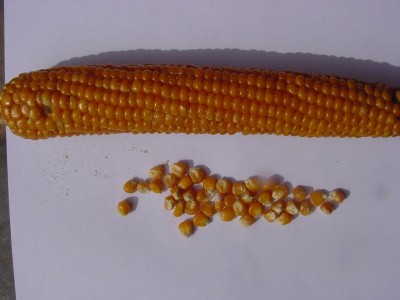 MARANOSOLE.JPG (103.65 KiB) Osservato 1252 volte MARANOSOLE.JPG