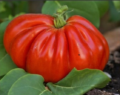 cuore di bue.jpg (39.6 KiB) Osservato 751 volte cuore di bue.jpg