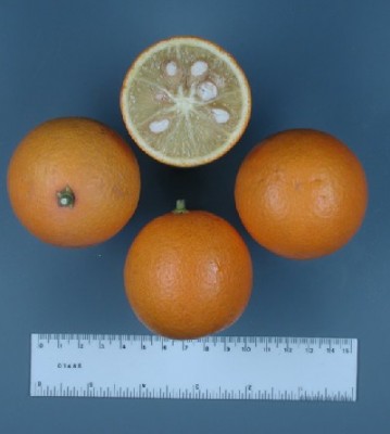 Carrizo Citrange.jpg (39.97 KiB) Osservato 1589 volte Carrizo Citrange.jpg