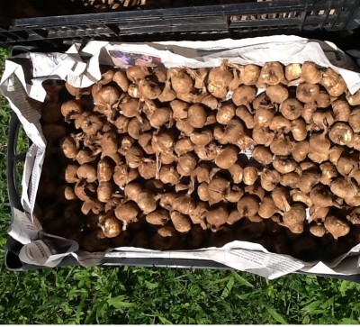 zaff3.jpeg (304.26 KiB) Osservato 760 volte zaff3.jpeg