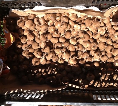 zaff2.jpeg (264.52 KiB) Osservato 760 volte zaff2.jpeg