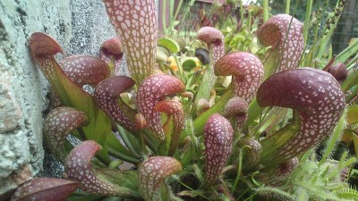 sarracenia psittacina / rsz_dsc_0527.jpg rsz_dsc_0527.jpg