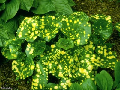 Farfugium japonicum.jpg (104.3 KiB) Osservato 541 volte Farfugium japonicum.jpg