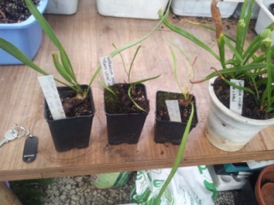 Sarracenia flava var Rubricorpora F71 MK, Sarracenia Oreophila 'heavy veins', Sarracenia rubra alabamensis, Sarracenia x minor 18 euro. / 20141029_133709.jpg 20141029_133709.jpg