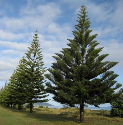 araucaria.jpg (162.64 KiB) Osservato 693 volte araucaria.jpg