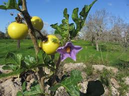 solanum sodomaeum / images (4).jpg images (4).jpg