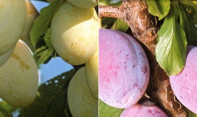 coscia di monaca gialla.jpg (91.59 KiB) Osservato 1052 volte coscia di monaca gialla.jpg