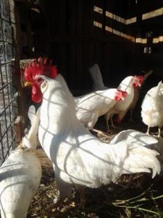 Livornesi.jpg Livornesi.jpg