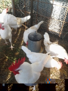 Livorno.jpg Livorno.jpg