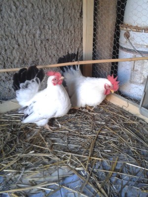 20150308_171233.jpg (240.18 KiB) Osservato 500 volte 20150308_171233.jpg