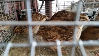 rps20150406_120205_656.jpg rps20150406_120205_656.jpg