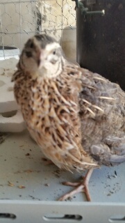 rps20150406_120255_439.jpg rps20150406_120255_439.jpg