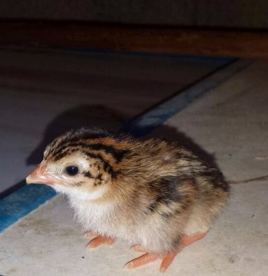 image.jpg (75.42 KiB) Osservato 914 volte image.jpg