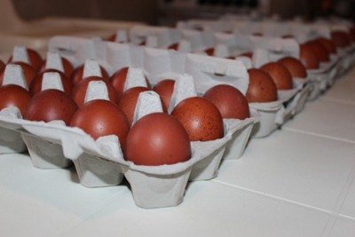 Uova di Marans Nero Ramato / uova3-agraria.jpg uova3-agraria.jpg