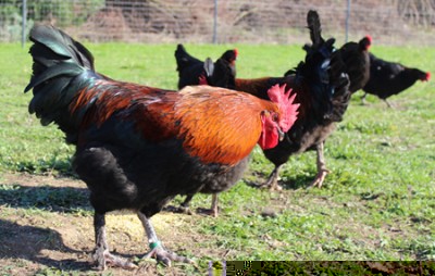 Riproduttori Marans Nero Ramato / marans1-agraria.jpg marans1-agraria.jpg