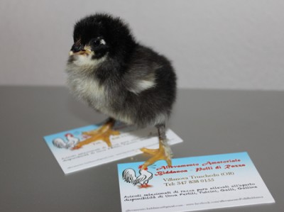 Pulcino Marans Nero Ramato / pulcino1-agraria.jpg pulcino1-agraria.jpg