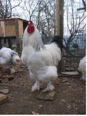 DSCF1154.JPG (200.74 KiB) Osservato 701 volte DSCF1154.JPG