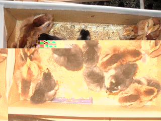 pulciniridotti.jpg pulciniridotti.jpg